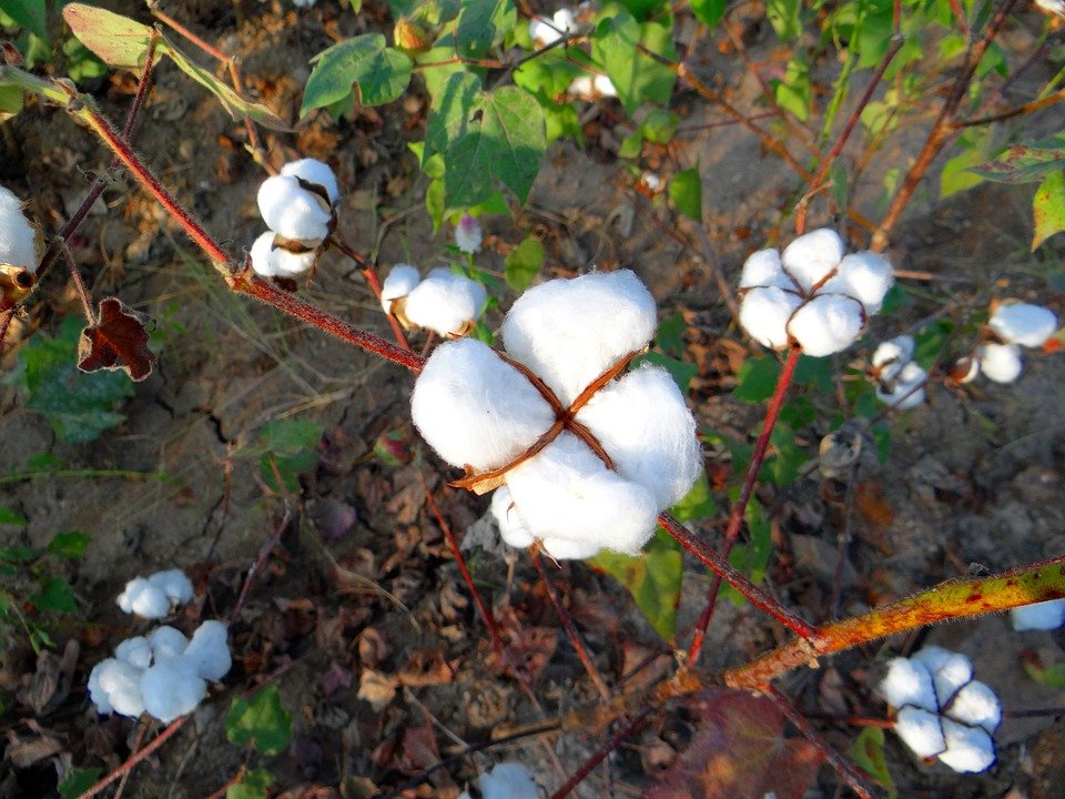 Coronavirus Hurts Cotton, Yarn and Rajma Trade